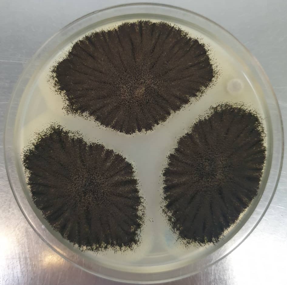 aspergillus 1.jpg